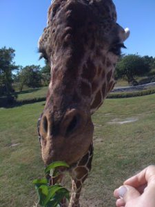 Zoo Miami Giraffe